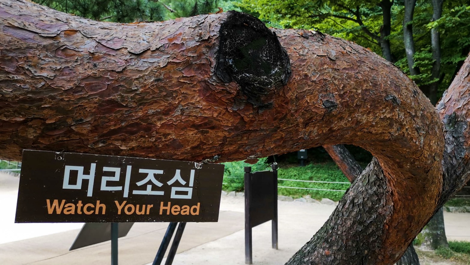 Baum Seoul